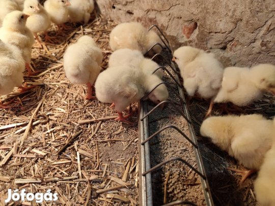 Eladó napos csirke 