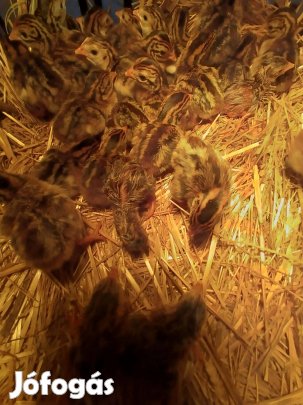 Eladó napos gyöngyös