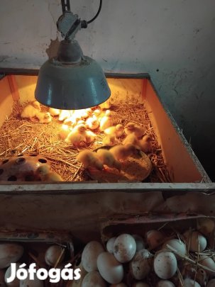 Eladó napos kacsák