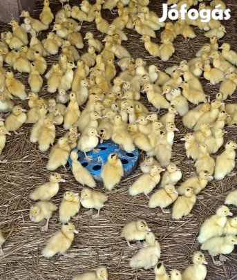 Eladó napos mulárd máj kacsák 