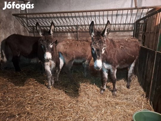 Eladó négy darab 1,5 éves szamár kanca csikók.