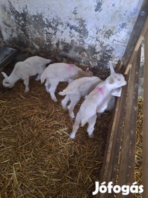 Eladó néhány darab egészséges, választási szánentáli kecske gida Beret