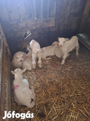 Eladó néhány darab egészséges, választási szánentáli kecskegida Berett