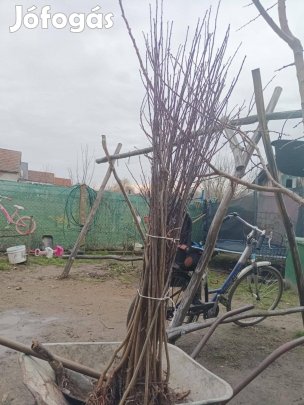 Eladó nem tudom szilva csemeték