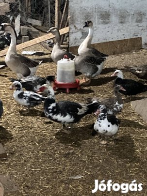 Eladó néma kacsa 