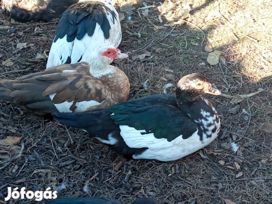 Eladó néma kacsa , pézsma réce