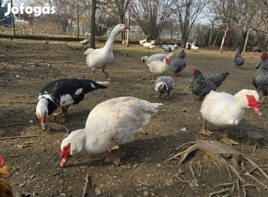 Eladó néma kacsa, pézsma réce. 