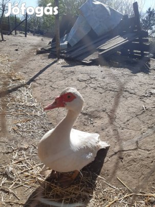 Eladó néma kacsák 