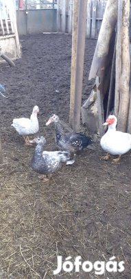 Eladó némakacsák Szigetszentmiklóson