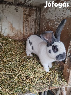 Eladó német óriás bak nyúl 