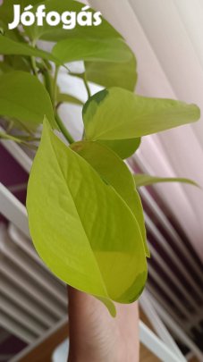 Eladó neon futóka vágás