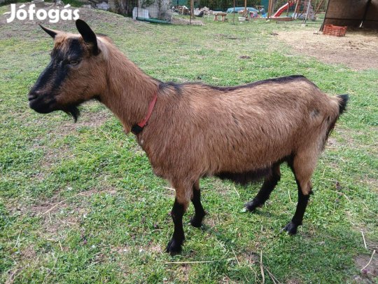 Eladó nőivarú kecske, vágókecske, másfél éves