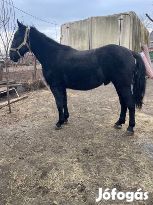 Eladó nóniusz csiko