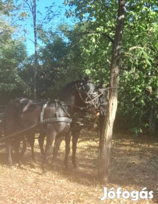 Eladó nóniusz lovak