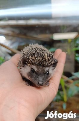 Eladó növendék afrikai törpesünik