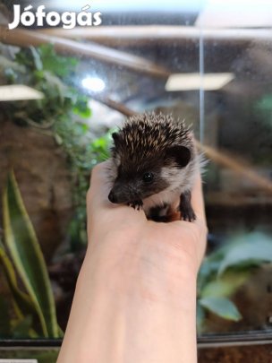 Eladó növendék afrikai törpesünik