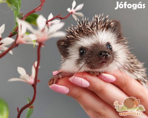 Eladó növendék afrikai törpesünik