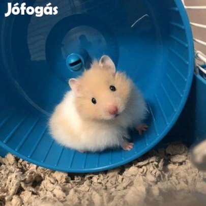 Eladó növendék aranyhörcsögök