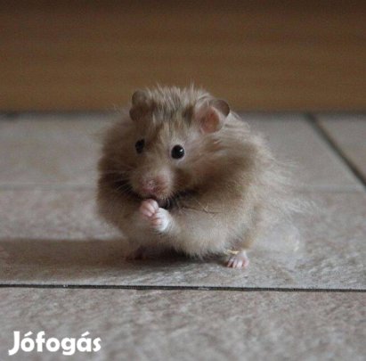 Eladó növendék aranyhörcsögök