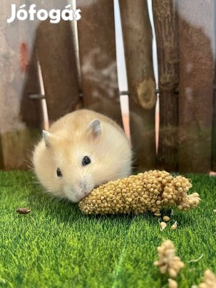 Eladó növendék dzsungáriai törpehörcsögök