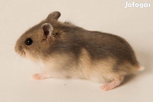 Eladó növendék dzsungáriai törpehörcsögök