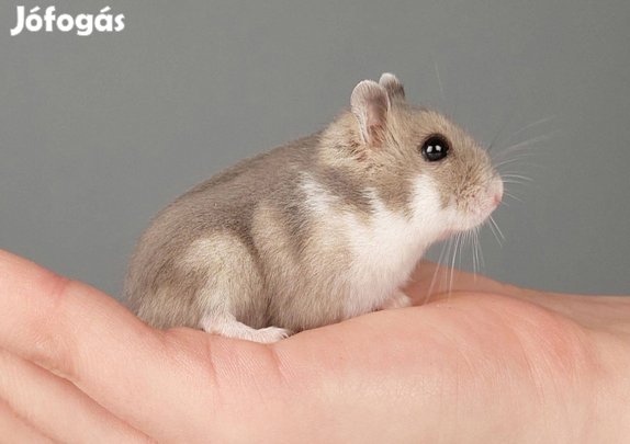 Eladó növendék dzsungáriai törpehörcsögök