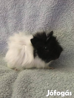 Eladó növendék kicsi tengerimalacok