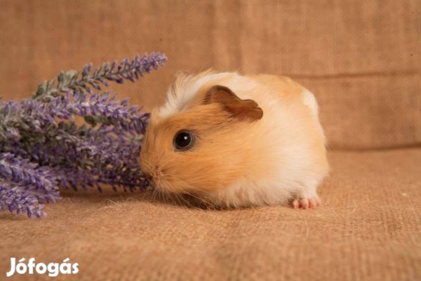 Eladó növendék kisfiú tengerimalacok