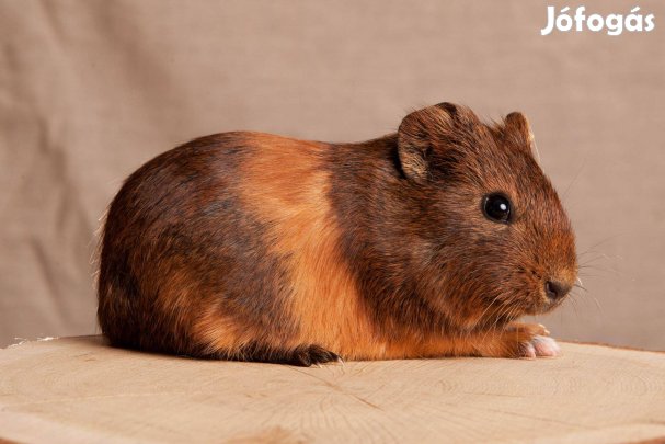 Eladó növendék kisfiú tengerimalacok