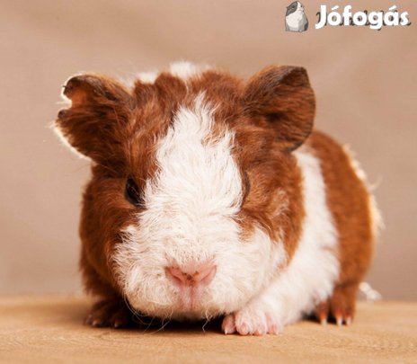 Eladó növendék kisfiú tengerimalacok