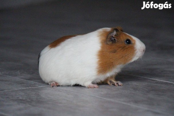 Eladó növendék kislány tengerimalacok