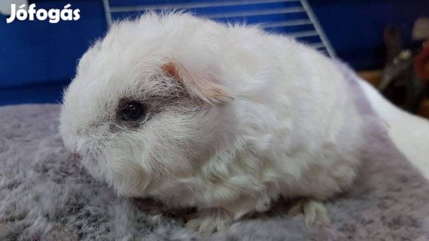 Eladó növendék kislány tengerimalacok