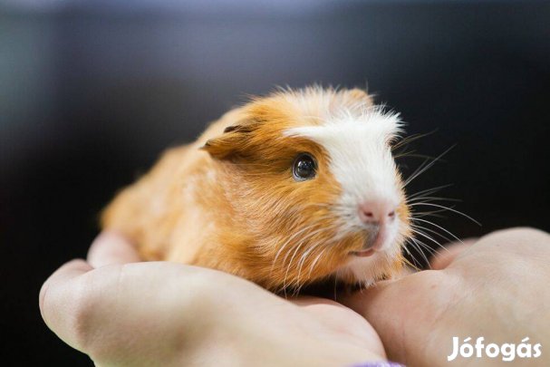 Eladó növendék kislány tengerimalacok