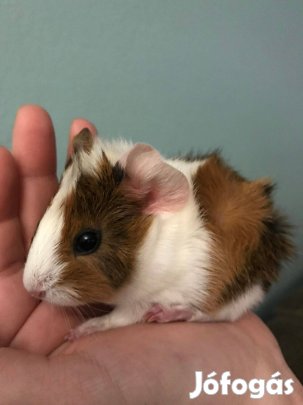 Eladó növendék tengerimalacok