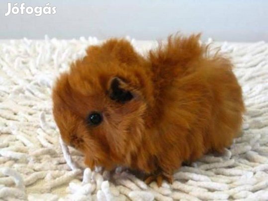 Eladó növendék tengerimalacok