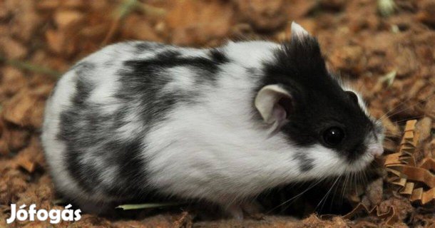 Eladó növendék törpehörcsögök