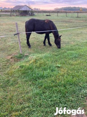 Eladó nyereghelyen sütött mén