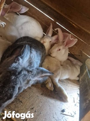 Eladó nyúl Debrecen