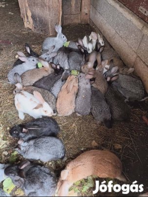 Eladó nyúl                               