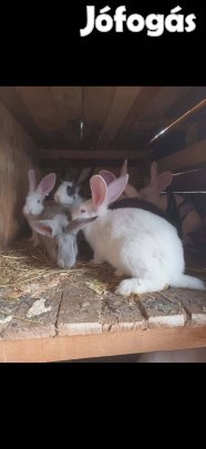 Eladó nyúl                               