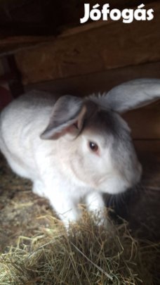 Eladó nyúl- / kan/