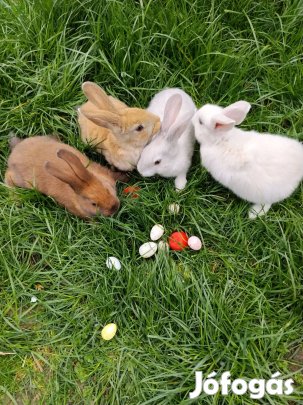Eladó nyúl, nyulak