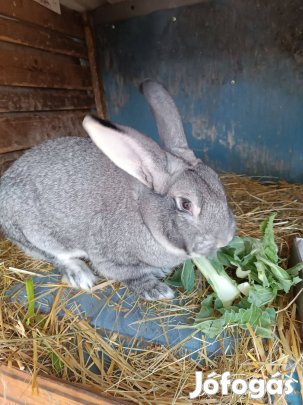 Eladó nyúl bak 1.5éves