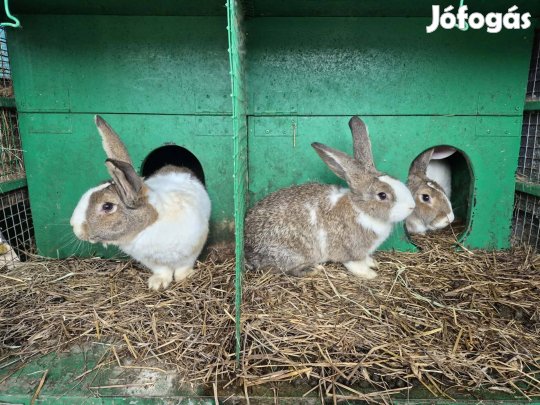 Eladó nyúlak