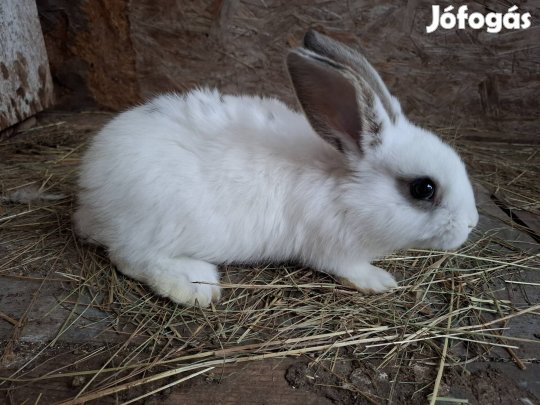 Eladó nyulak