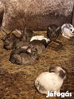 Eladó nyulak