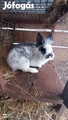 Eladó nyulak