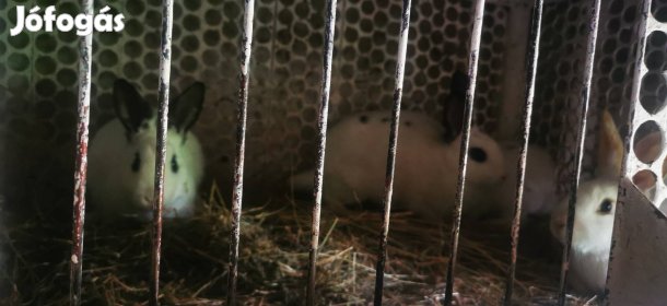 Eladó nyulak