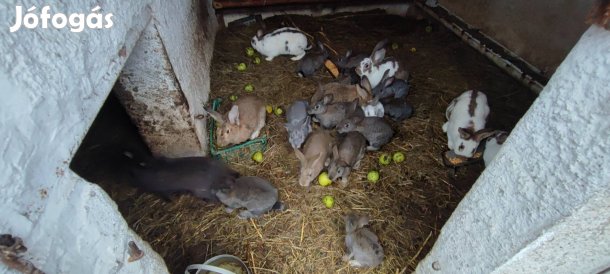 Eladó nyulak