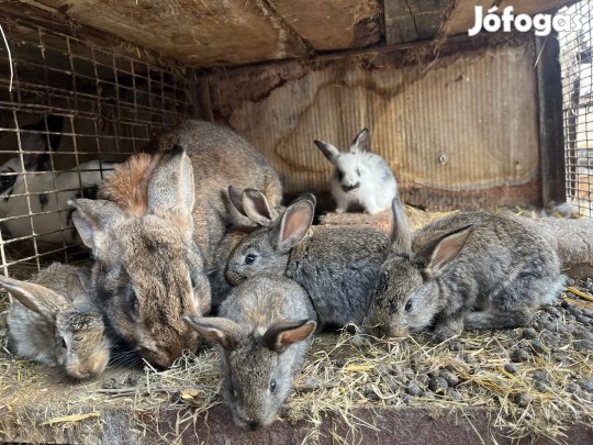 Eladó nyulak